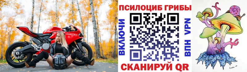 цена   Дно  Галлюциногенные грибы Psilocybine cubensis 